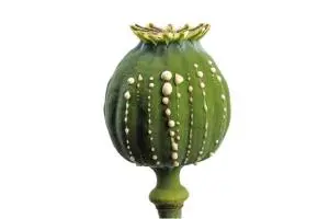 آیا تریاک برای دیابت خوب است؟